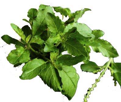 Home-made-Immunity-boosting-kada-tulsi